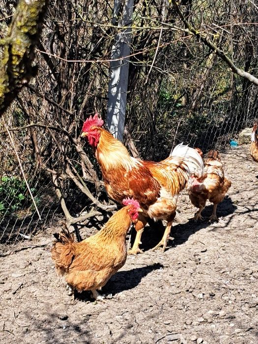 Cocosi crescuti la tara