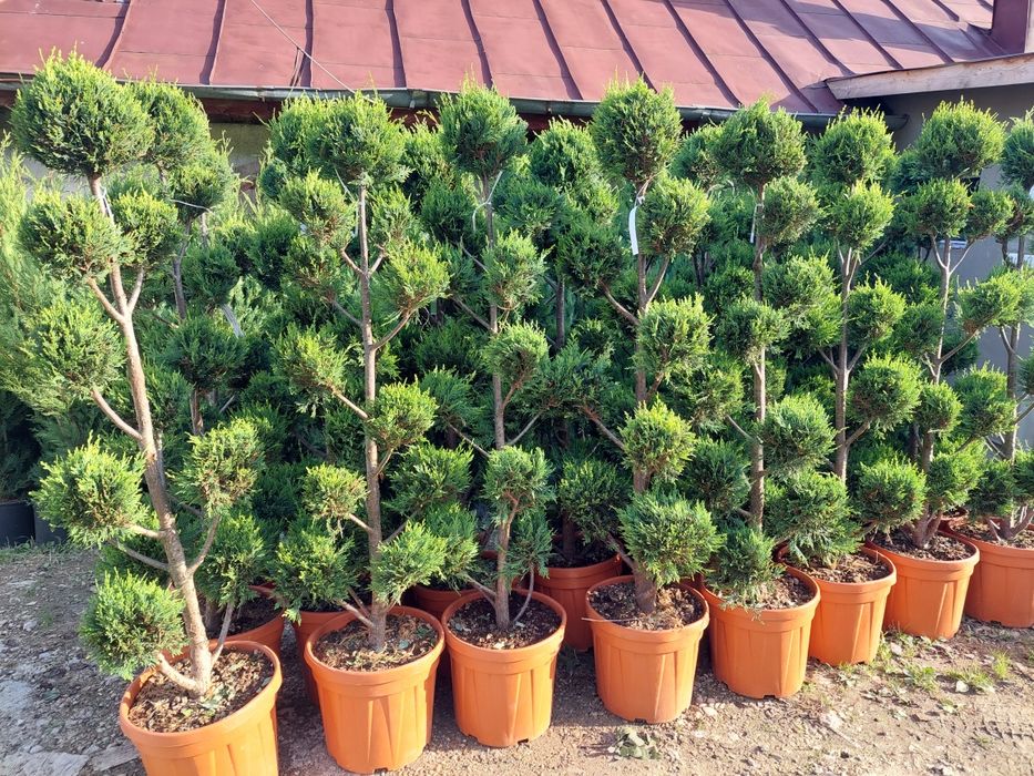Plante ornamentale pentru gradina