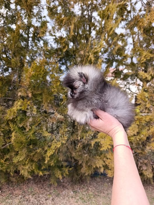 Pomeranian mini toy