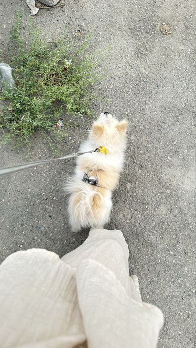 померанский шпиц kuchuk