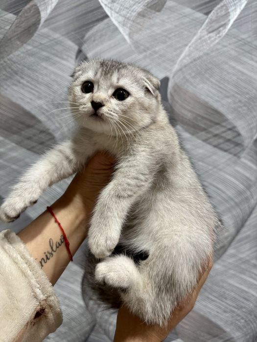 шиншилла серебро