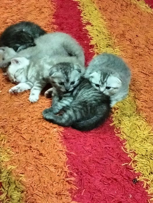 Продажа котят скоттиш фолд