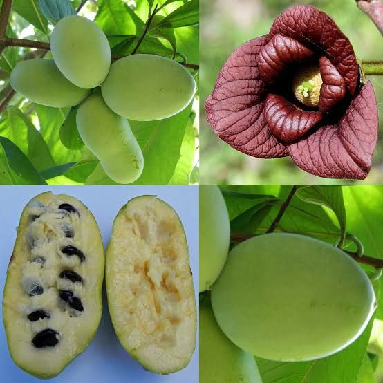 Banana nordului ( pawpaws)