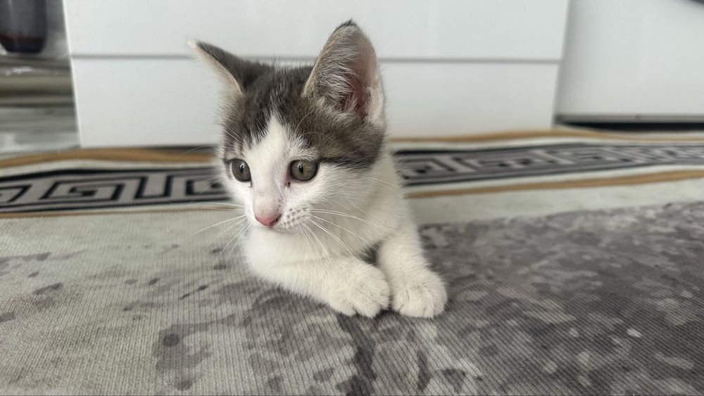 Котенек бело- серый пушистик