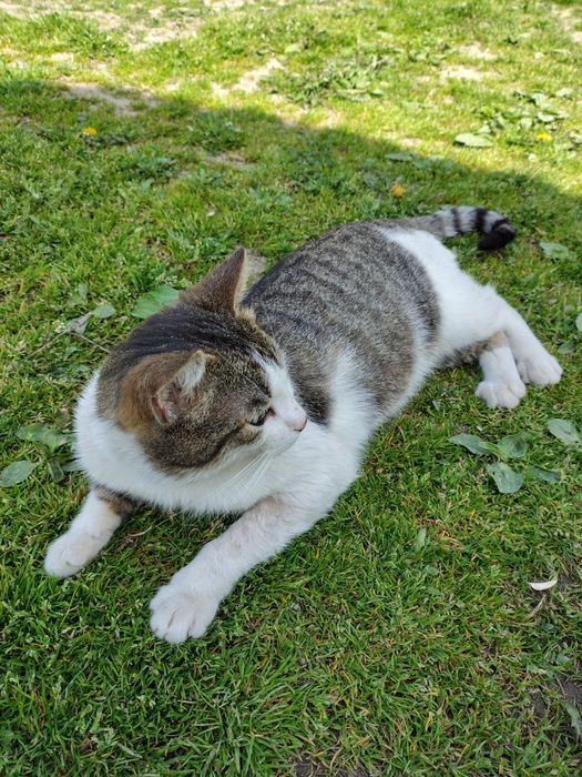 Ofer pisic spre adopție