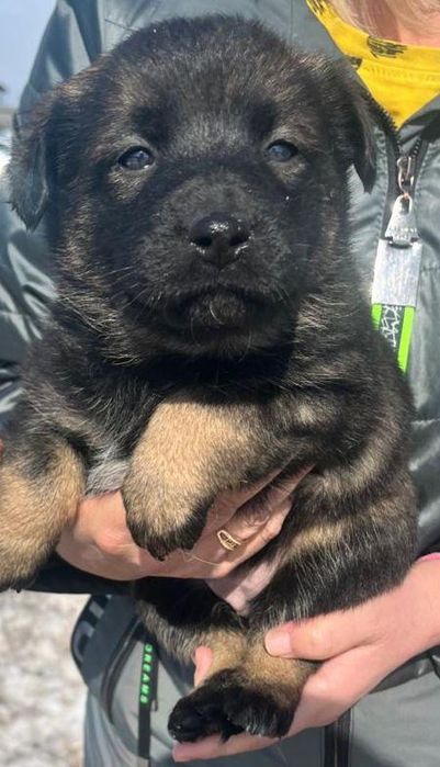 Щенки бесплатно, девочки