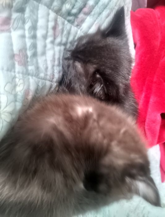 Отдам котят в хорошие руки