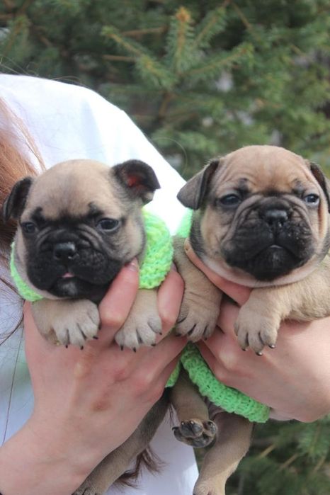 Французкие бульдожки