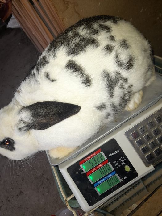 Quyon erkak 400min kelishamiz