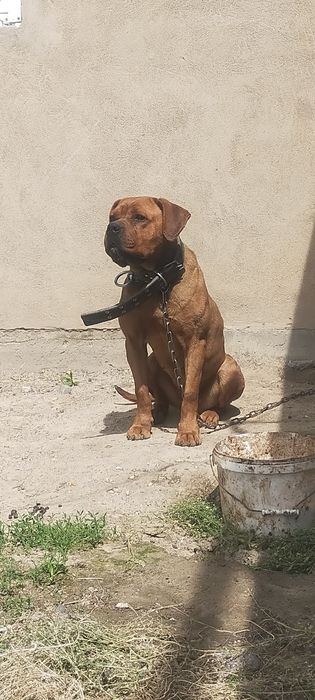 Продам суку коне Корсо мошная