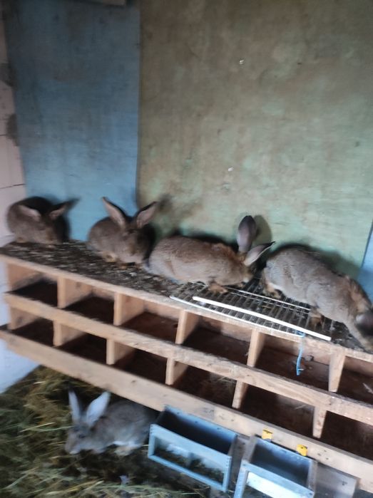 Uriaș german tineret și adulți