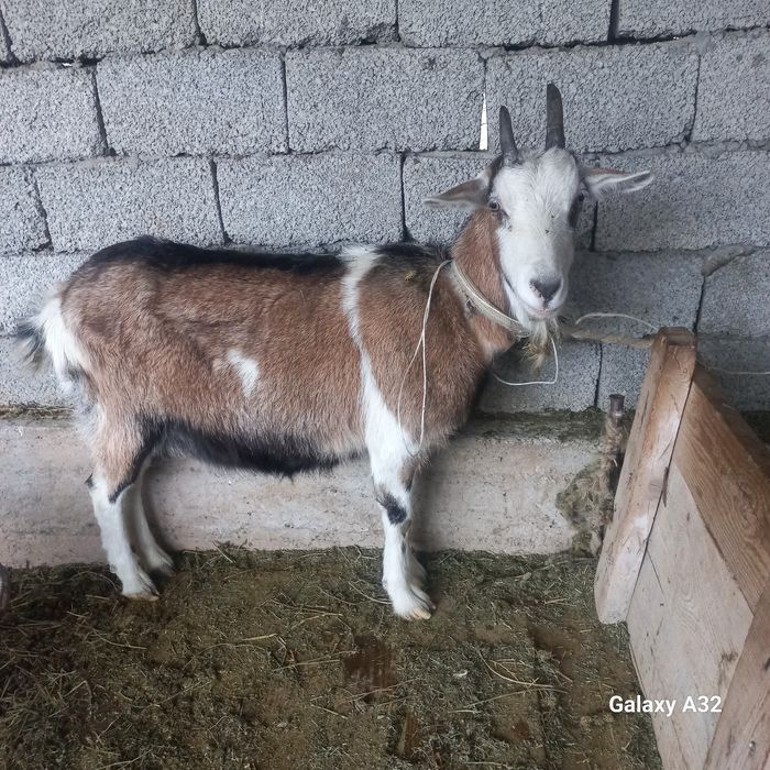 Альпи ұрғашы ешкі