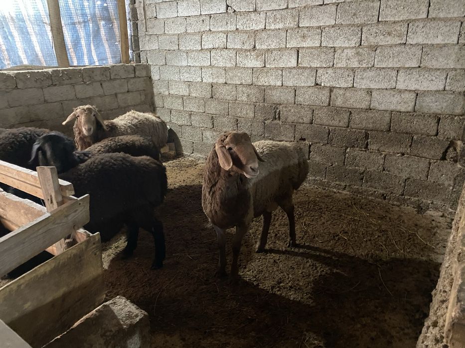 Гиссарские бараны