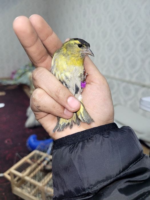 Chij sotiladi  sayrogiga garntiha kelishamiz