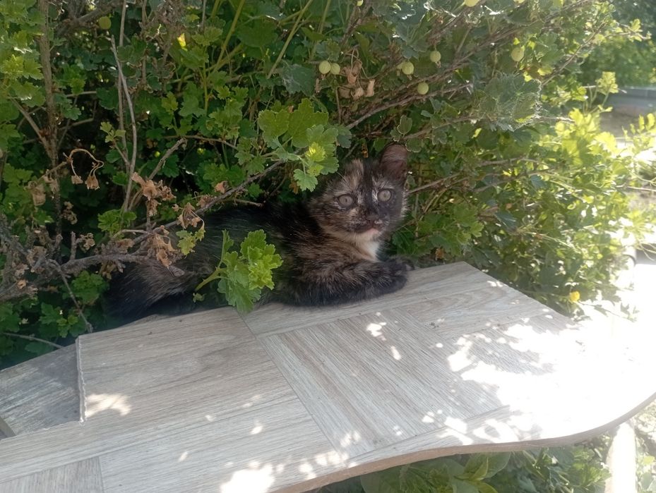 Отдам котят в хорошие руки