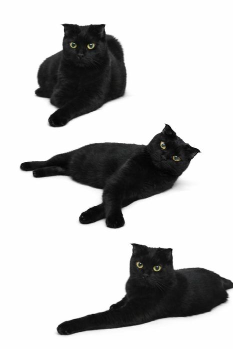 Багира ищет семью