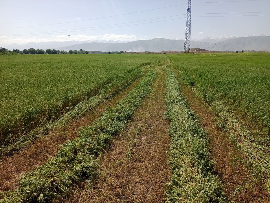 Жоңышқа бірінші шабылым