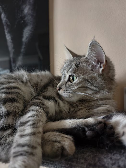 Кошка ищет кота на вязку