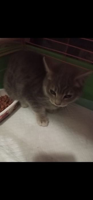 Котенок 5 месяцев