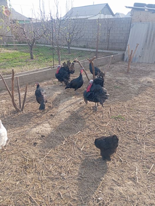 Индюки индюки самец