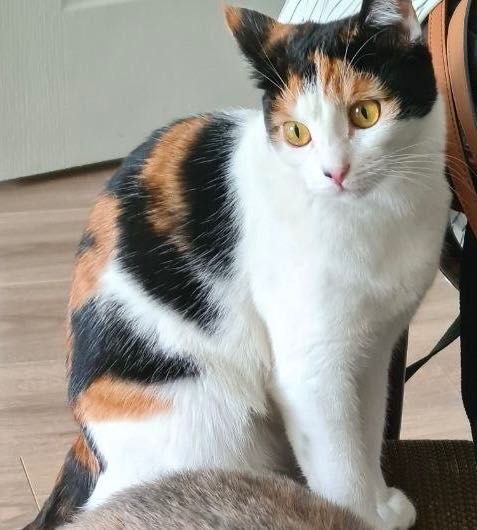 Кошка в добрые руки