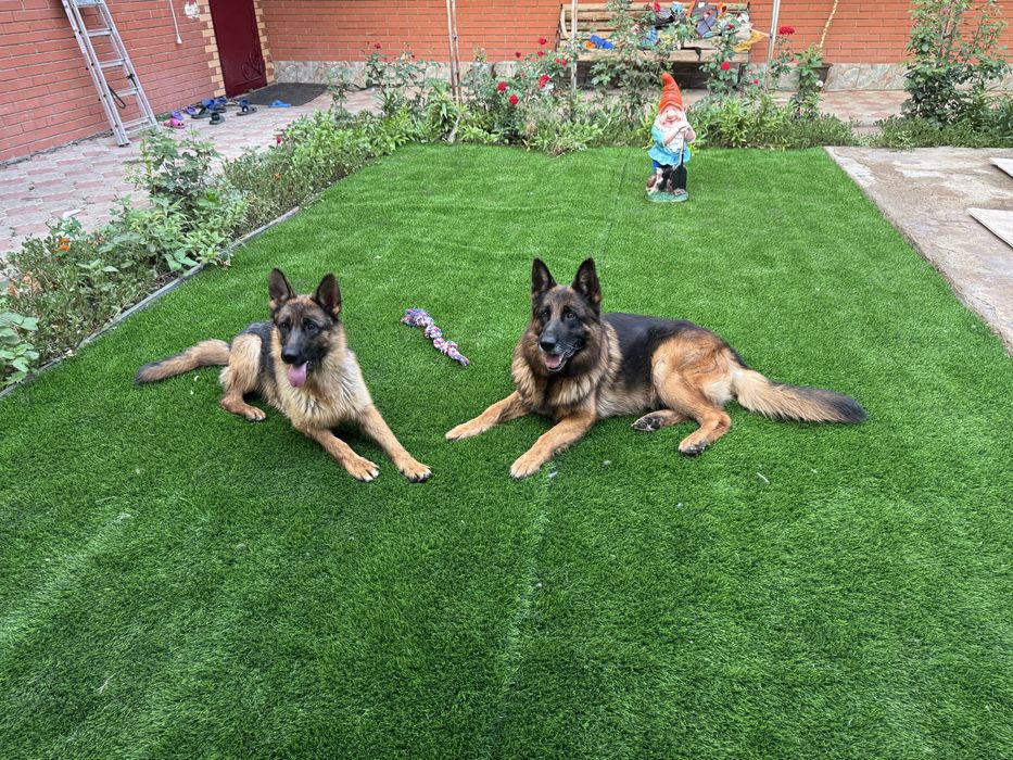 Немецкая овчарка (бронирование щенков)