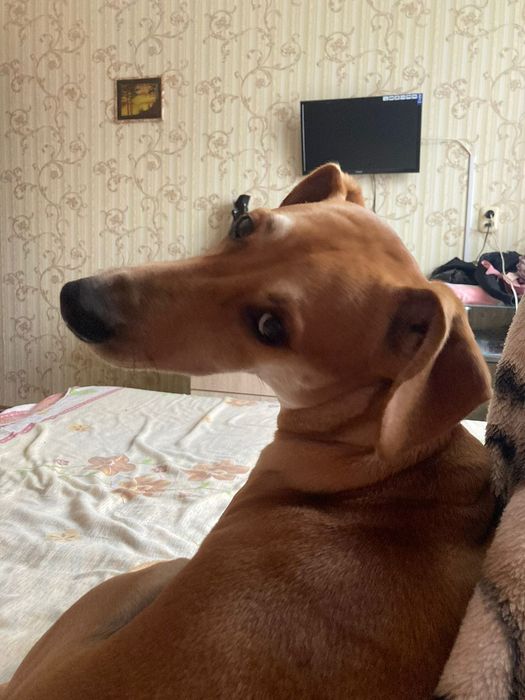 Пристраивается собака