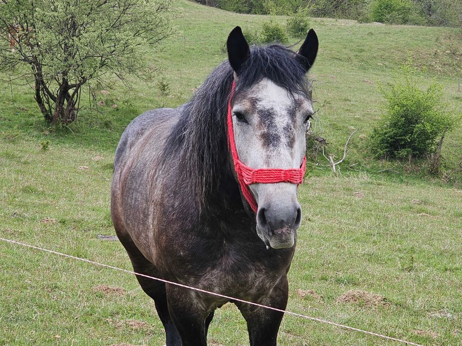 Vand manz de 2/3 ani