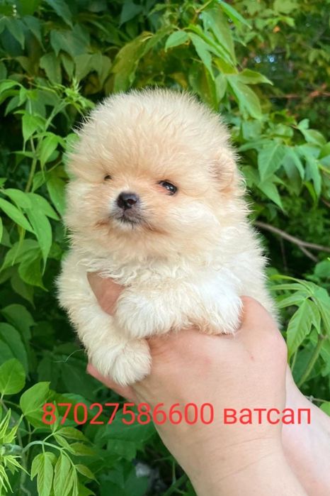 Продам щенков шпица.