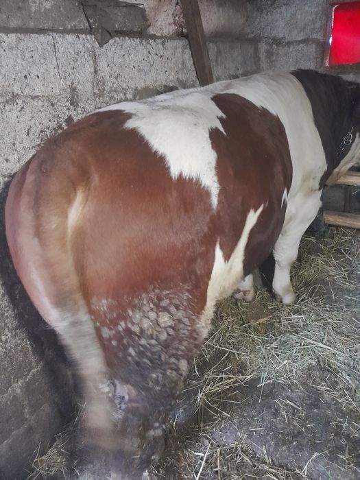 Taur bălțat de vînzare