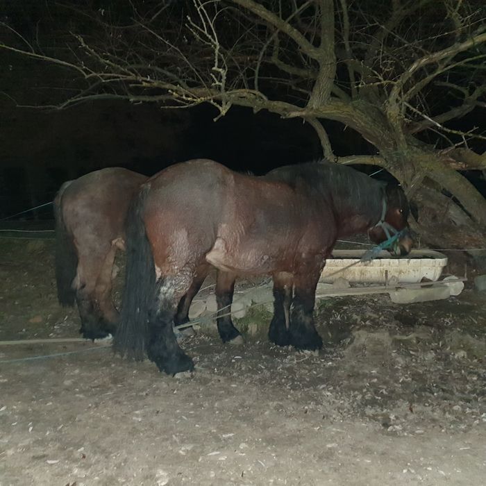 Vând iepe. Detalii la telefon.