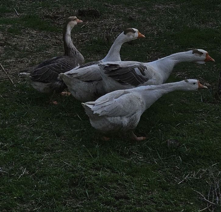 Gʻozlar sotiladi makyon xoʻrozlar, soglom