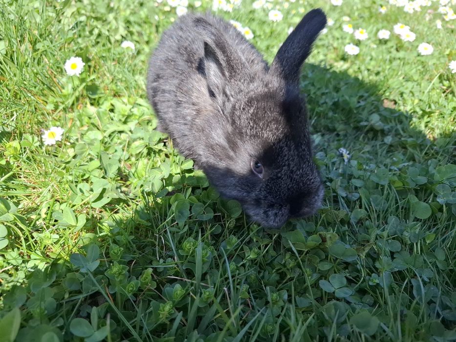 Vand iepurasi cu mama tatuata