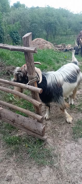 Tap mare frumos și blade