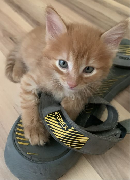 Котята. Окрас рыженькие.
