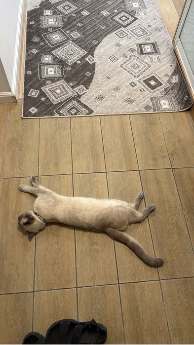 кошка отдам бесплатно