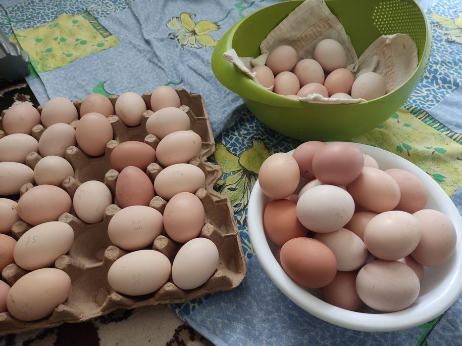 Tuxum Damashniy sifatli tuxumlar yangi