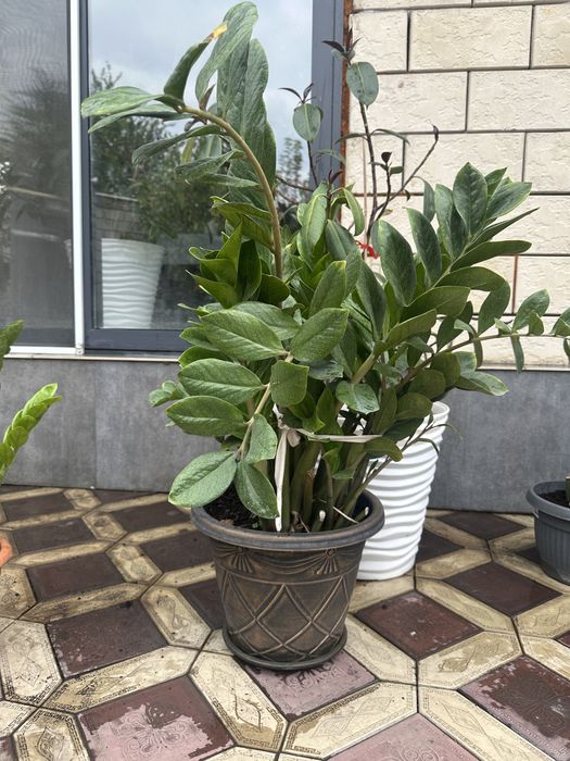 В продаже комнатные растения
