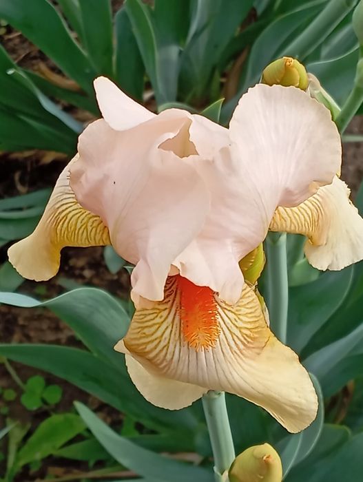 Продам клубни цветов.