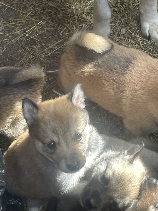 Щенки лайки от рабочих собак