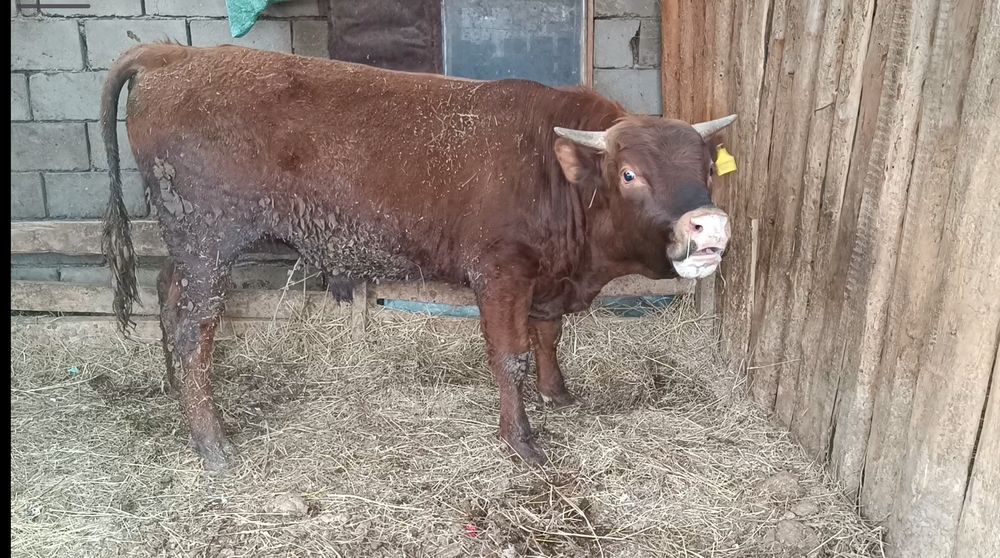 Продам быка февральский