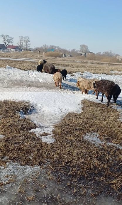 Продам молодых баранов.