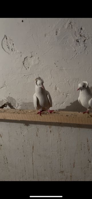 Пара бакинцы шикарные