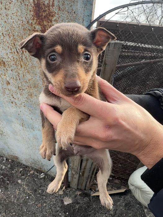 Щенки той-терьер