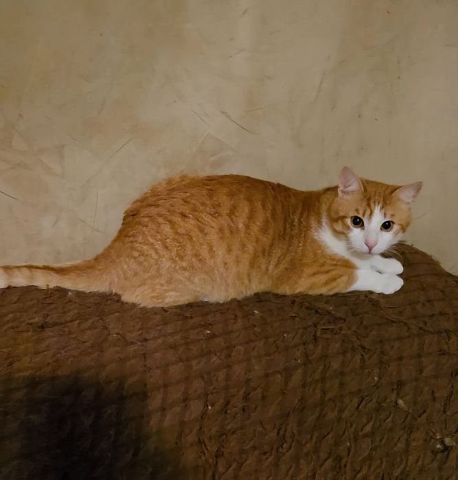 Motanel adoptie Felix