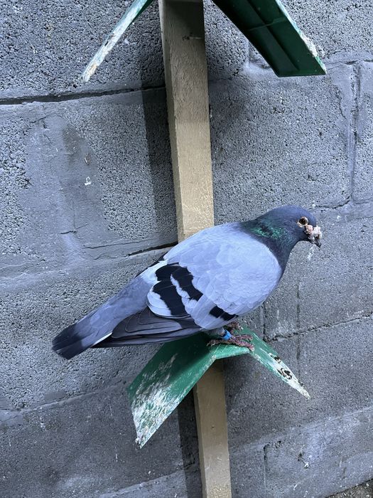 Пощенски гълъби.