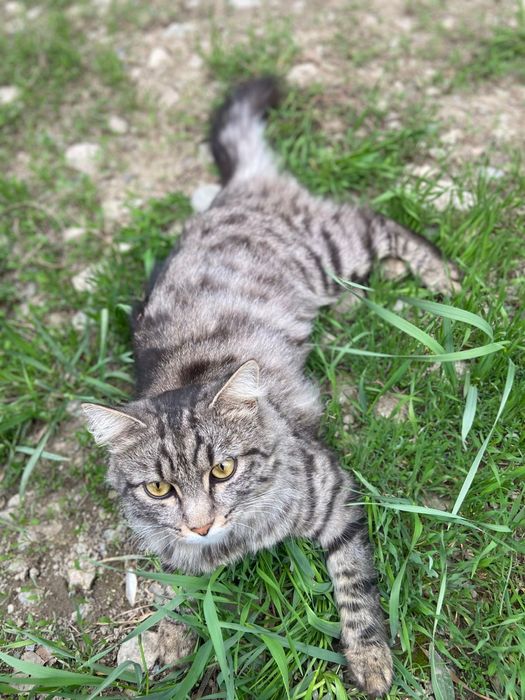 Мышелов/крысолов /кот