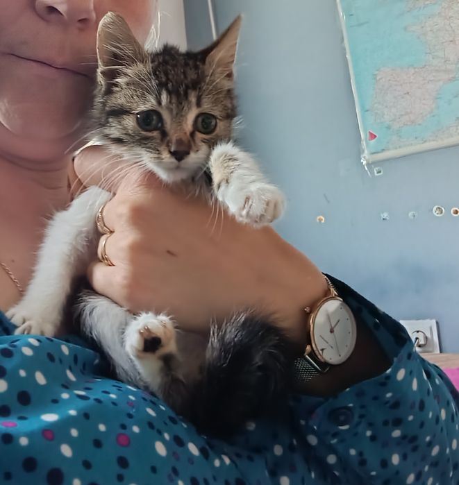 Малко коте от София ,търси дом