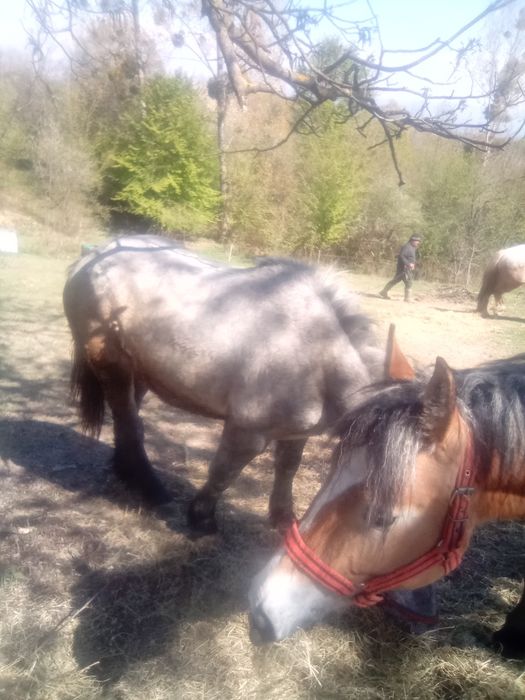 Cai semi grei de vanzare