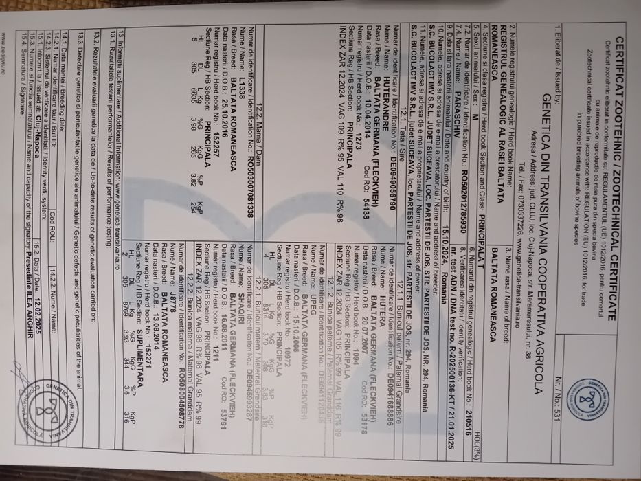 Taur cu certificat de originr